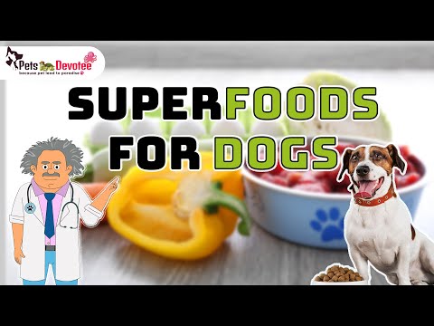 Healthy and Safe Foods for Dogs