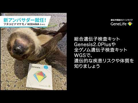 ナマケモノのKODAMAちゃん / ジーンライフのブランドアンバサダー就任 / 総合遺伝子検査キットGenesis2.0Plus