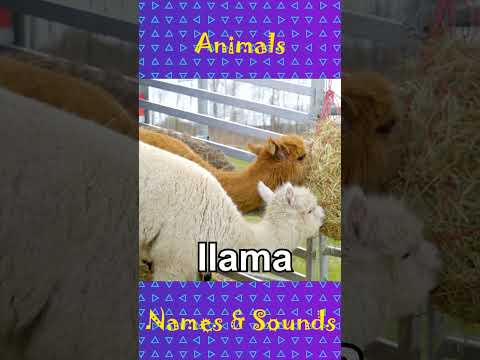 Animals names and sounds they make pt.2 #animalsounds #shorts