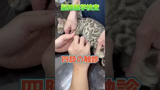 3m落下したベンガル猫が動物病院にやって来た！！