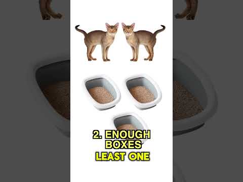 5 Tips For Litter Box Basics | Two Crazy Cat Ladies #cats #catlitter