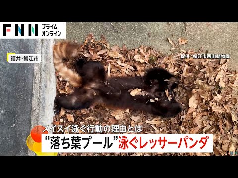 レッサーパンダが落ち葉プールでスイミング？飼育員「毛繕いの代わりか」　鯖江市西山動物園