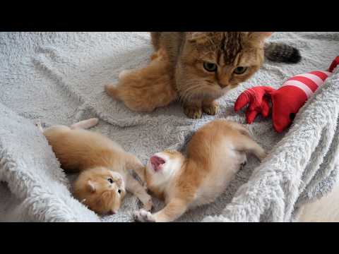 Charo's kittens Poco and Pino have contagious yawns!