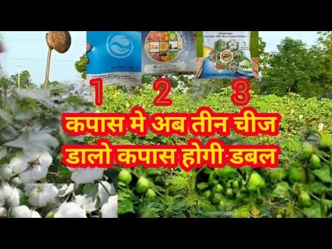 कपास में डालो यह तीन चीज डबल उपज होगी // cotton farming // how to grow cotton// spray in cotton