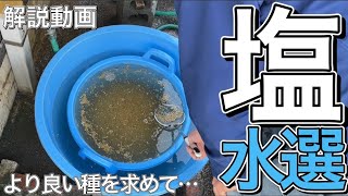 【塩水選】誰でもできる塩水選の超具体的な方法を解説！