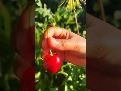 🍒Cherry plucking #shortsfeed #shortsviral #fruit #asmr #cherry picking