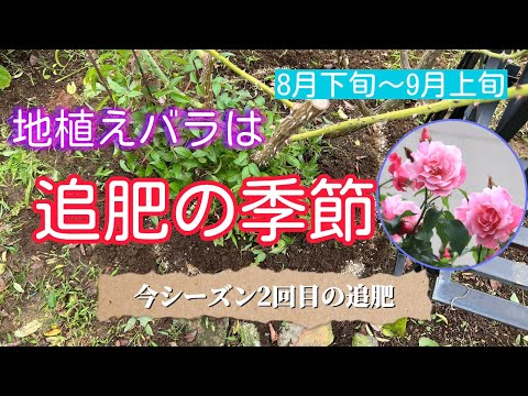 地植えバラは追肥の季節🌹今シーズン2回目