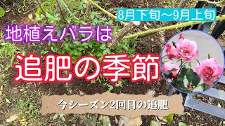 地植えバラは追肥の季節🌹今シーズン2回目