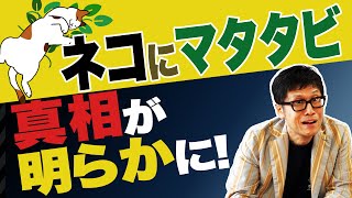 【論文読んでみた】猫がマタタビに反応する本当の理由とは！？