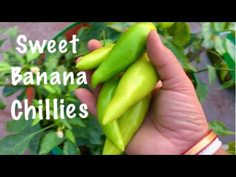 Harvesting Lots Of Organic Sweet Banana Chillies From My Terrace Garden // Harvesting Banana Peppers