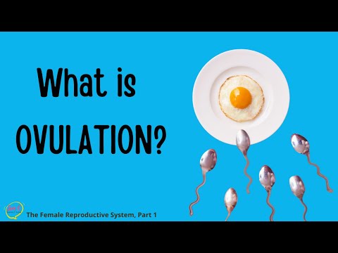 What is Ovulation? 📆 The Female Reproductive System Animation Explained 1/3