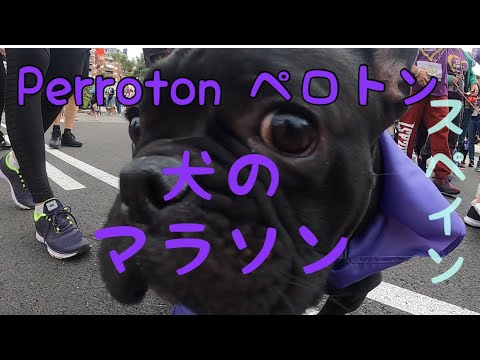 犬のマラソンinスペインPERROTONペロトン