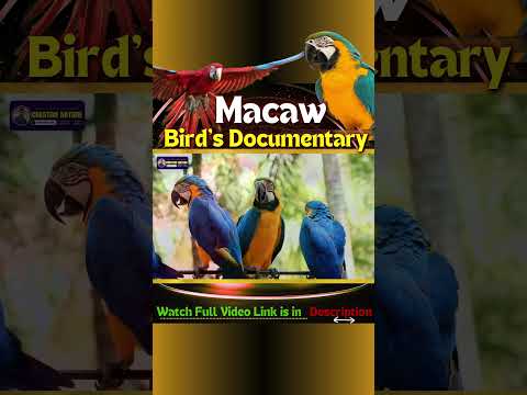 Watch Full Video on Macaw Bird's Documentary | Creative Nature #macaw #birds #parrot