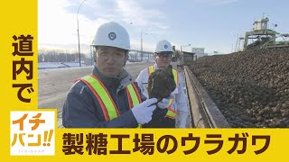 【イチバン!!】北海道でイチバンの砂糖の工場に潜入！　原料のビートからグラニュー糖まで　驚きの工程にカメラが密着！