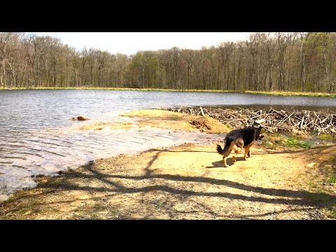 A DAM great looking place! A natural dam - German Shepherd's Hiking Video Series ep172