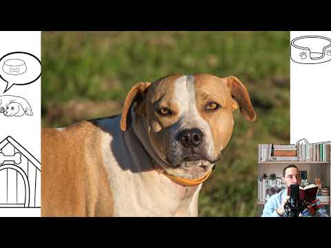 American Staffordshire Terrier