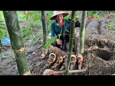 烏腳綠（七月筍）甜龍竹進二年（收筍）絲瓜長到立秋