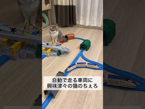 自動で走るプラレールの車両に興味津々の猫のちぇろ #shorts #cat