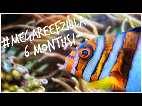 Massive 6 Month Update! | Red Sea Reefer 3XL 900 | 240 gallon Mixed Reef Tank March 2022 Update