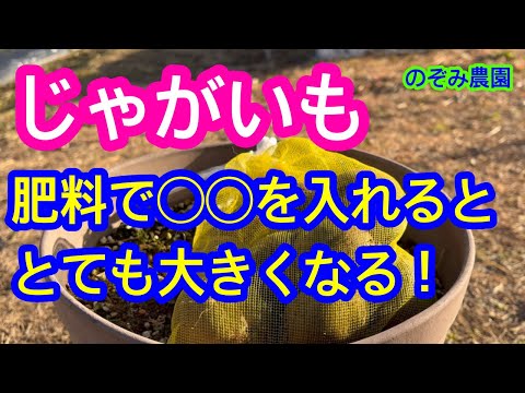 【じゃがいも】イモを大きくするために、最適の肥料はコレです。