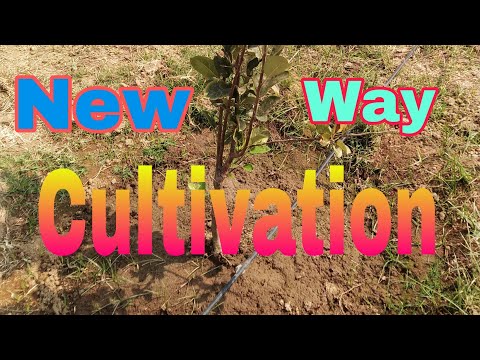 new way cultivation#farming life|best farming odia