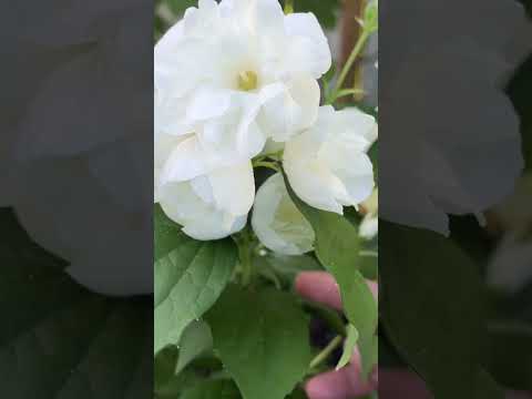 山梅花（mock orange） #gardening #flowerarrangement #rosearrangement #花园#plants