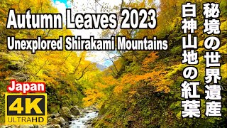 秘境の世界遺産  白神山地の紅葉(青森）Autumn leaves in ShirakamiMountains (Aomori) World Heritage 青森観光 旅行 紅葉の名所 日本の紅葉