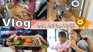 ★Vlog★ラテ、ライオンになる！モフモフさようなら・・・