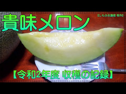 【家庭菜園】貴味メロンの栽培と収穫 収穫時期と追熟方法(タカミメロン）