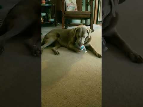 #funny #kentuckydiggersteve #cute #cruncy #waterbottle #love #labrador #lab #likeandsubscribe