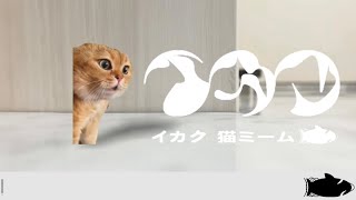 イカク - 猫ミーム【音MAD】