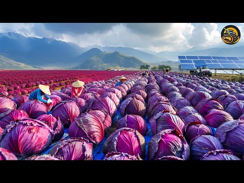 The Most Modern Agriculture Machines That Are At Another Level , How To Cabbages In Farm