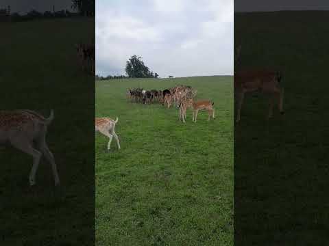 fallow deer