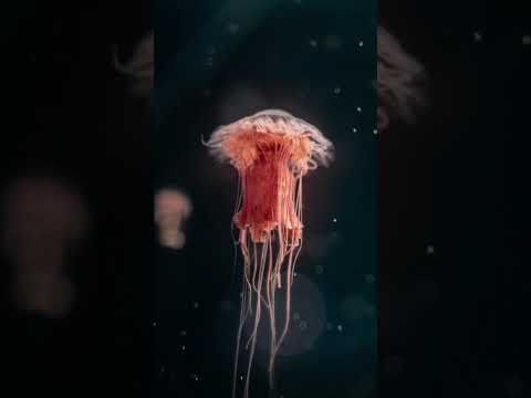 Jellyfish: The Floating Mysteries of the Ocean - Unveiling Their Secrets! 🐙✨