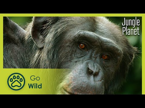 The Last Forest: Epilogue | Jungle Planet 26/26 | Go Wild