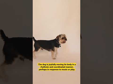 Dog short videos / dog is dancing cutely #dog #puppy  #shorts #dance