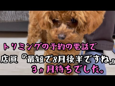 トリミングの予約をしたら3ヵ月待ちでした。自宅でトリミング！