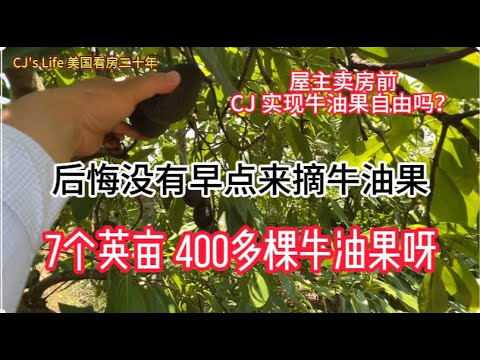 后悔没有早点来摘牛油果，屋主要卖这块7英亩地，400颗牛油果外加一栋 2700平方英尺，3房4卫的独立别墅. 地点在特美谷（Temecula) 红酒之乡！|美国看房二十年|