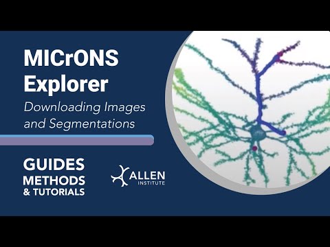 MICrONS Downloading Images and Segmentations | Tutorial