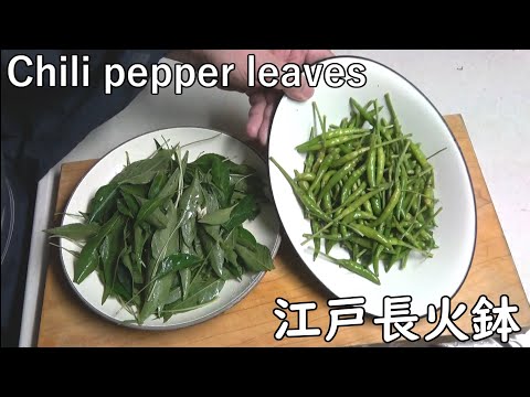 Chili peppers and leaves boiled down in soy sauce[Japanese food at "NAGA-HIBACHI"]