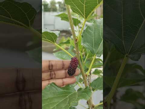 పుల్ల పుల్లని తియ్య తియ్యని మల్బరీ పళ్ళు #terracegarden #mulberryfruit #yoytubeshorts #shorts #vlog