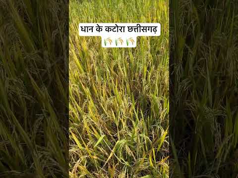 धान 🌾 के कटोरा छत्तीसगढ़ || Chhattisgarh paddy seeds || #shorts #youtubeshorts #seeds