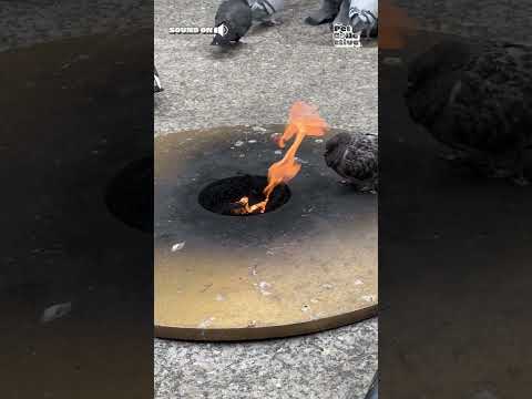 Pigeon Warms Itself Near Open Fire