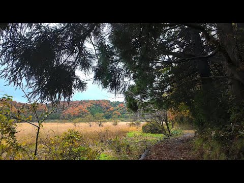 Walking Autumn Rain and Autumn Leaves at Nakaikemi Wetland Japan [4KHDR] 散策 秋雨と紅葉の中池見湿地 福井県敦賀市