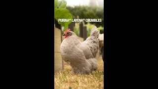 Unlocking egg-cellence: Purina Layena®🥚 #Shorts