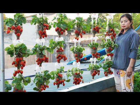 Turning Plastic Bottles Into 3 Story Hanging Strawberry Garden EASY DIY