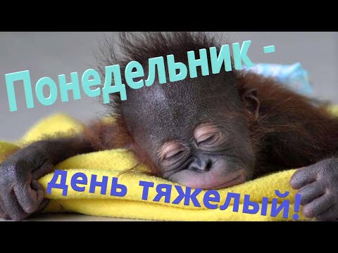 Ух, ты, понедельник! Доброе утро понедельника! Удачной недели! Музыкальная видео открытка.