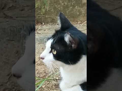 突然ダッシュする野球場猫さん　#shorts #cat #catlover #cute #cutecat #猫