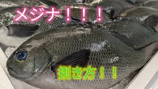 [魚の捌き方]メジナ捌き方