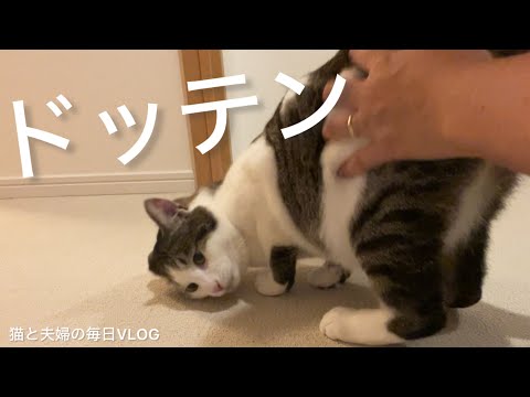 猫と夫婦の毎日VLOG#477 撫でられて倒れちゃう